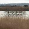 Etang de Bolmon 4 février