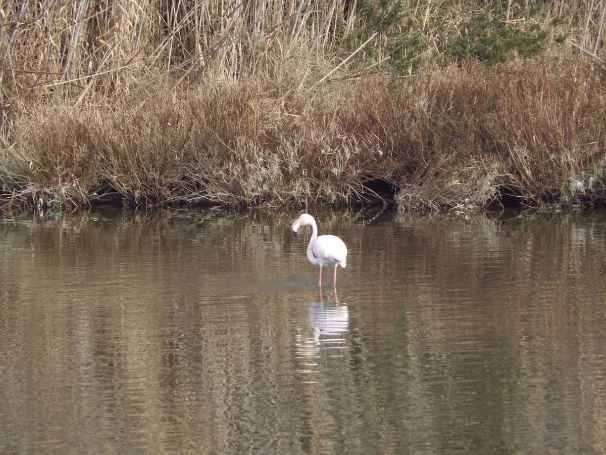 Etang de Bolmon 9 janvier 2025