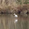Etang de Bolmon 9 janvier 2025