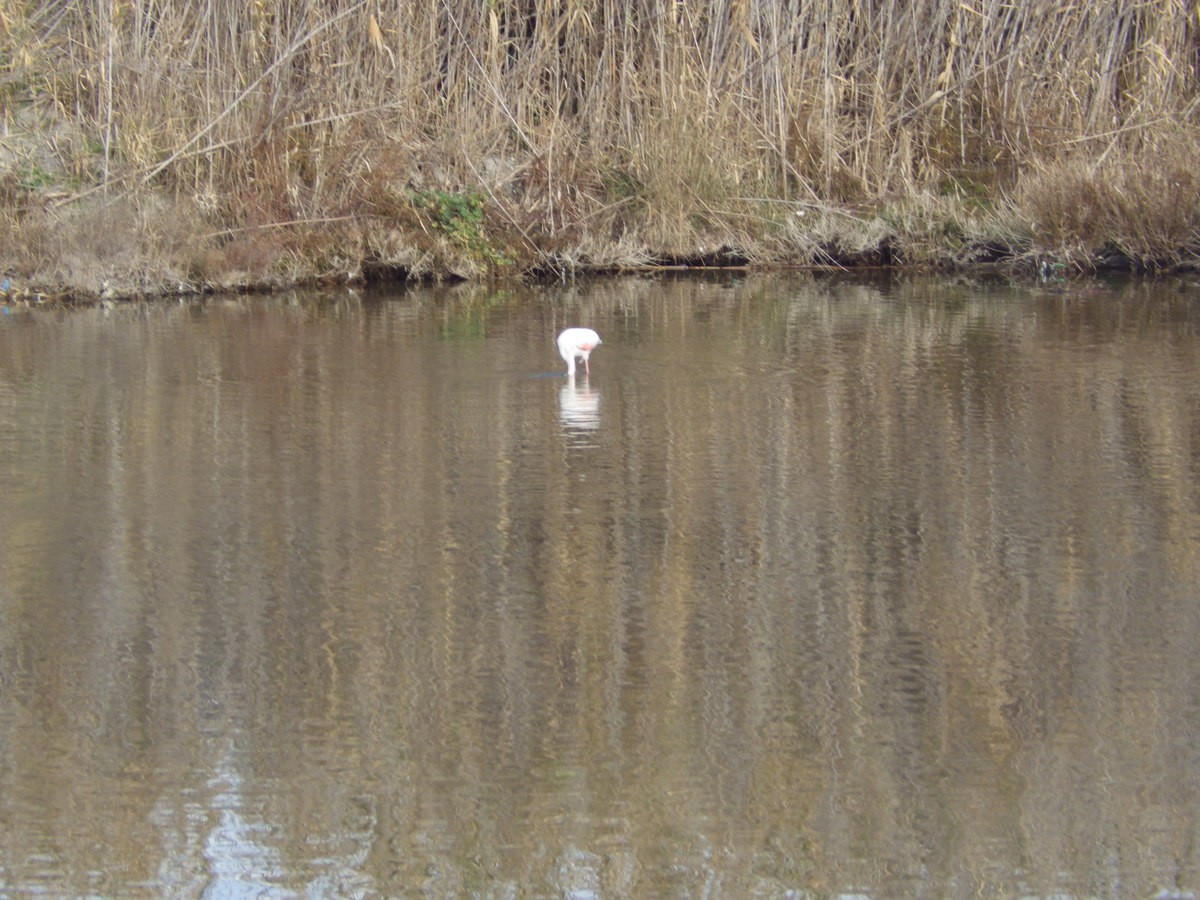 Etang de Bolmon 9 janvier 2025