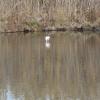 Etang de Bolmon 9 janvier 2025