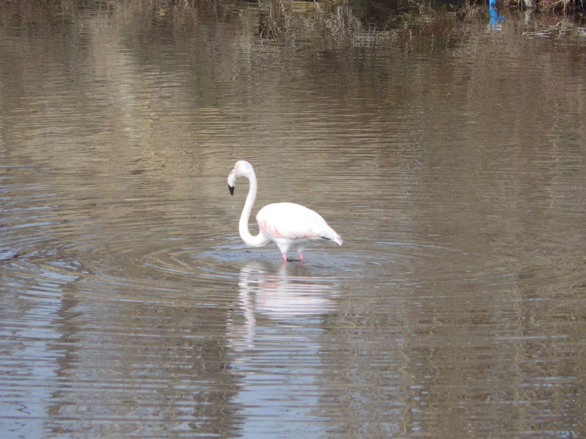 Etang de Bolmon 9 janvier 2025