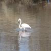 Etang de Bolmon 9 janvier 2025