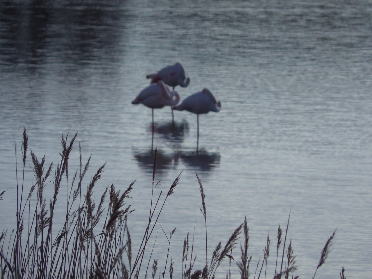 Etang de Bolmon 9 janvier 2025