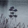 Etang de Bolmon 9 janvier 2025