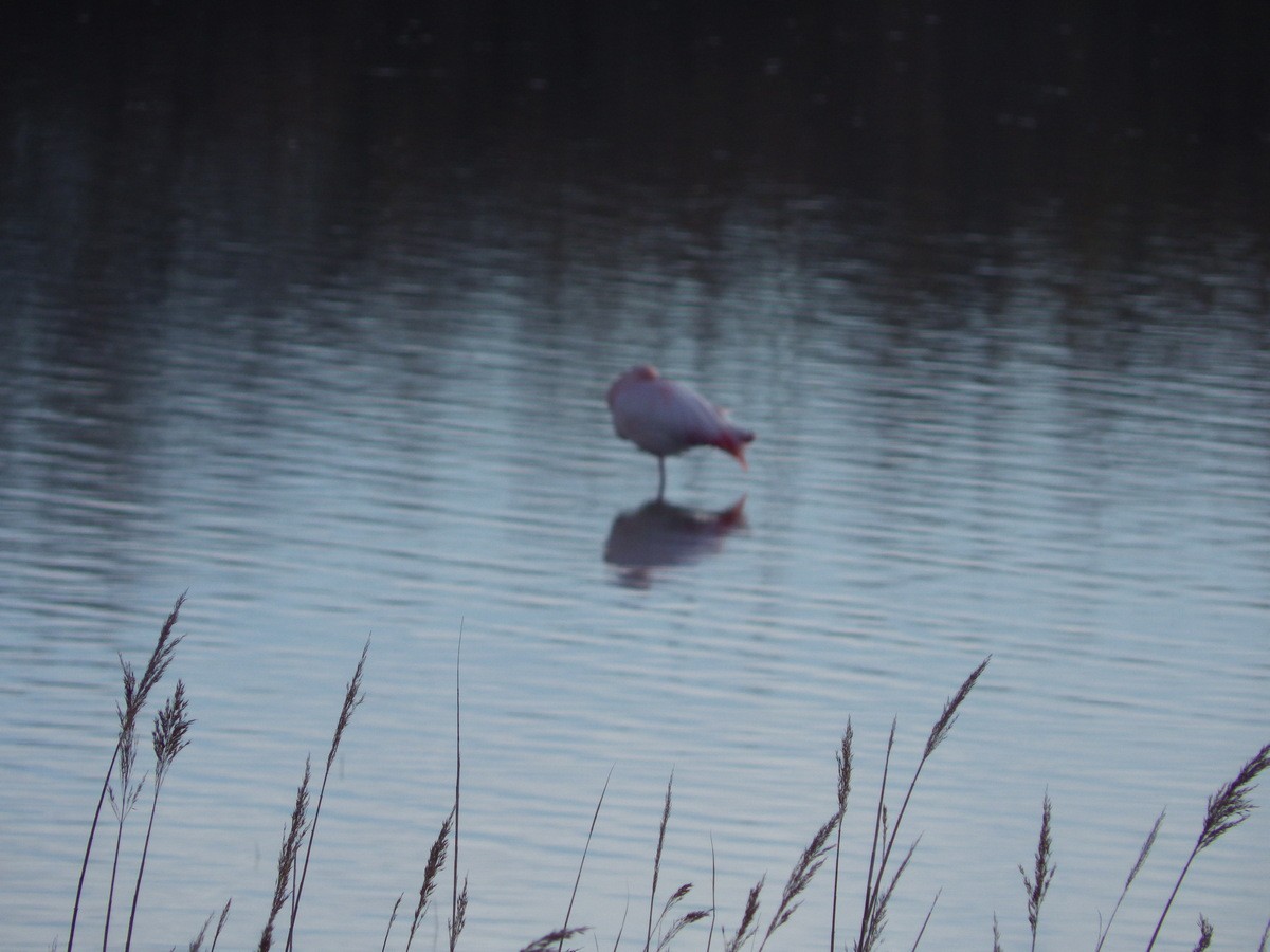 Etang de Bolmon 9 janvier 2025