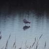 Etang de Bolmon 9 janvier 2025
