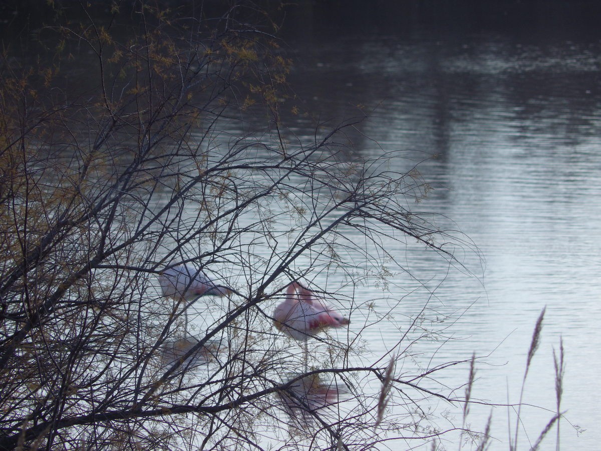 Etang de Bolmon 9 janvier 2025