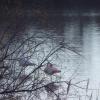 Etang de Bolmon 9 janvier 2025